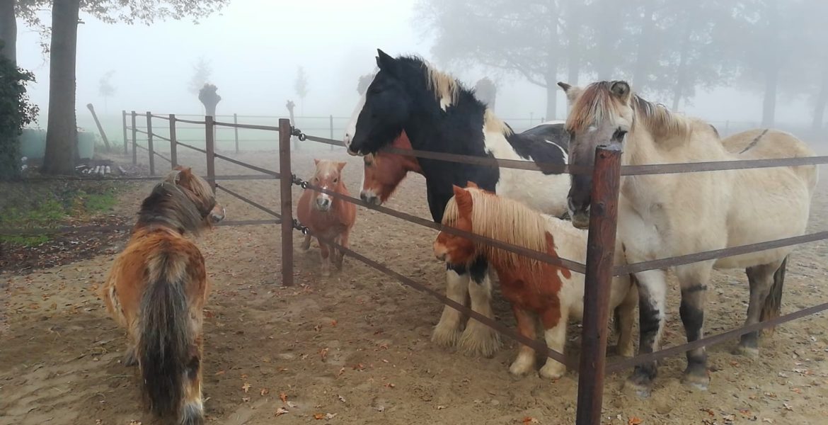 coaching met paarden sandra de jong hertme