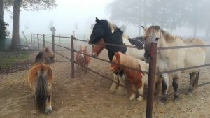 coaching met paarden sandra de jong hertme